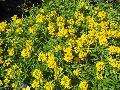 Wallflower / Erysimum 